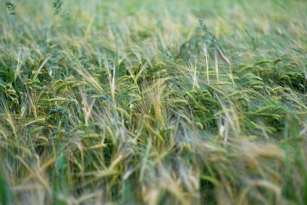 Agrarrohstoffe